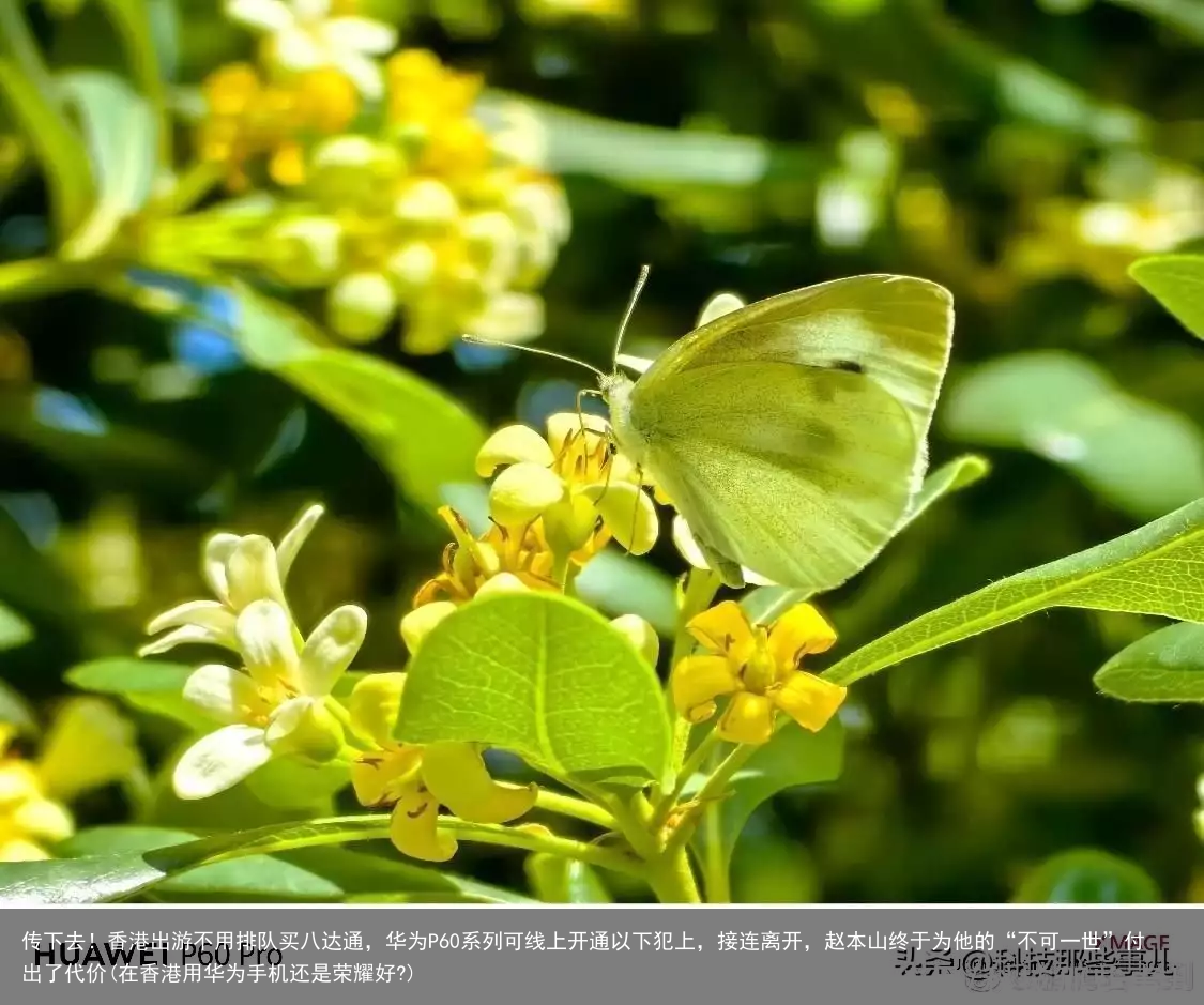 传下去!香港出游不用排队买八达通,华为P60系列可线上开通(在香港用华为手机还是荣耀好?)