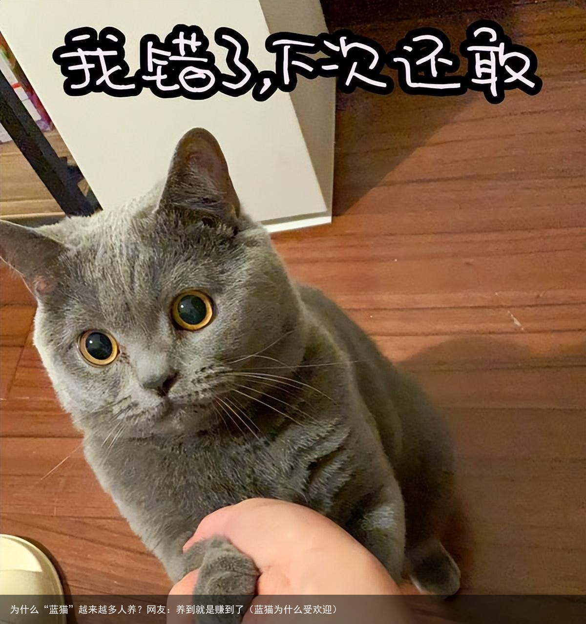 为什么“蓝猫”越来越多人养?网友:养到就是赚到了(蓝猫为什么受欢迎)