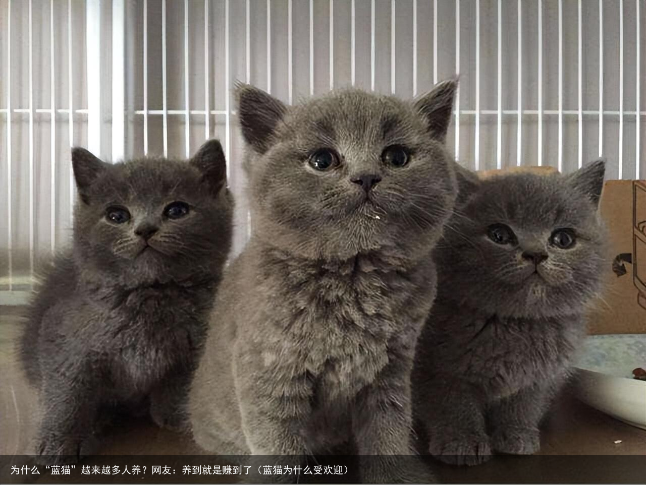 为什么“蓝猫”越来越多人养?网友:养到就是赚到了(蓝猫为什么受欢迎)