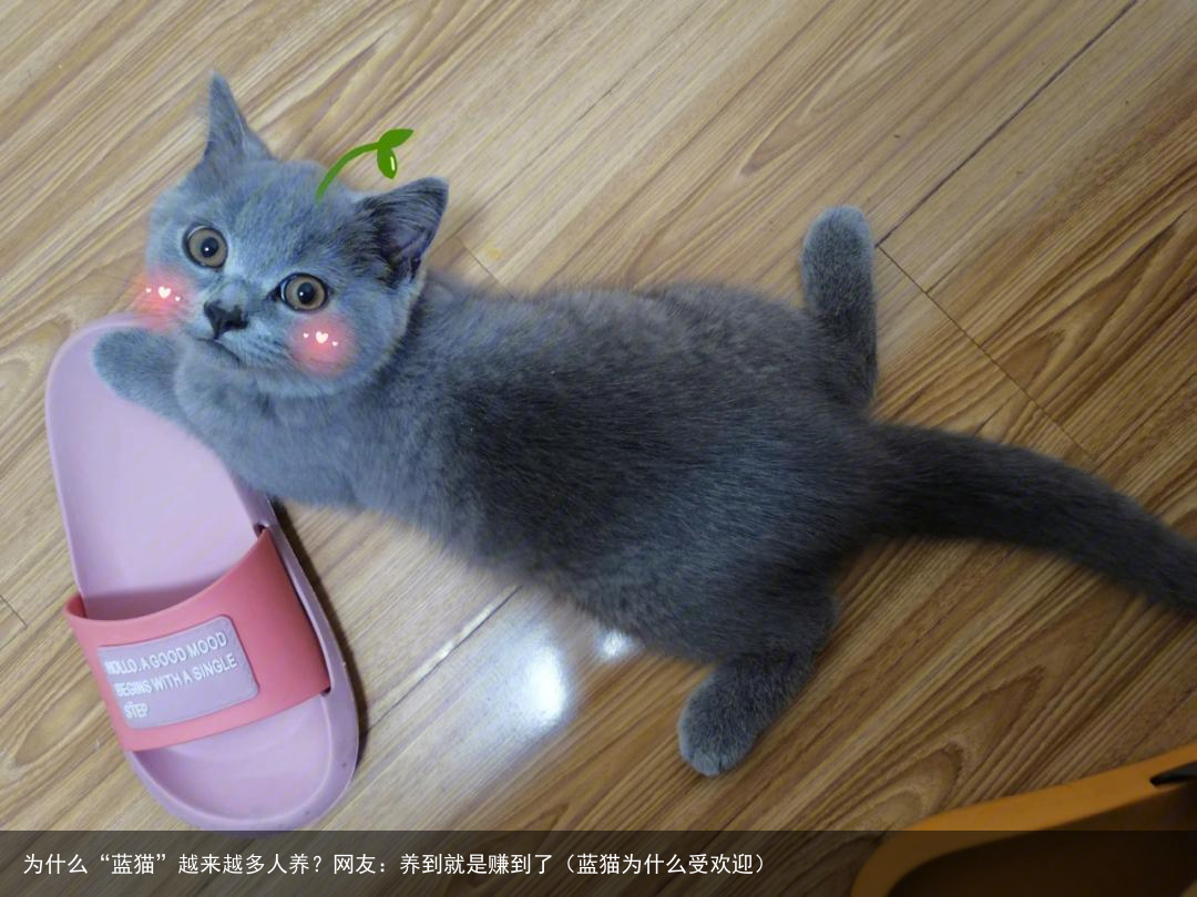 为什么“蓝猫”越来越多人养?网友:养到就是赚到了(蓝猫为什么受欢迎)