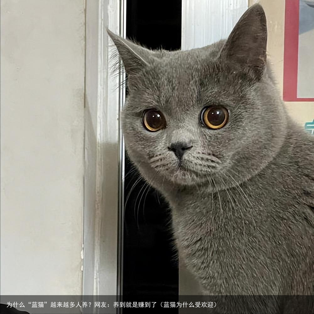 为什么“蓝猫”越来越多人养?网友:养到就是赚到了(蓝猫为什么受欢迎)