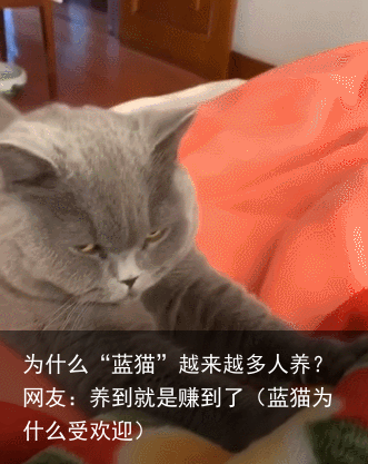 为什么“蓝猫”越来越多人养?网友:养到就是赚到了(蓝猫为什么受欢迎)