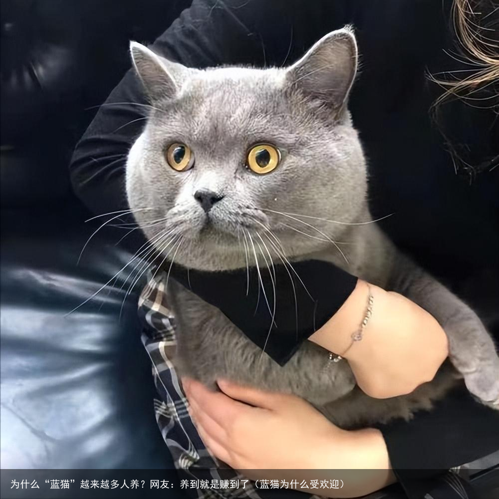 为什么“蓝猫”越来越多人养?网友:养到就是赚到了(蓝猫为什么受欢迎)