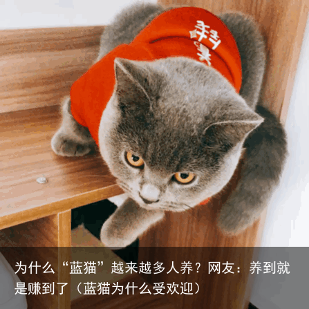 为什么“蓝猫”越来越多人养?网友:养到就是赚到了(蓝猫为什么受欢迎)