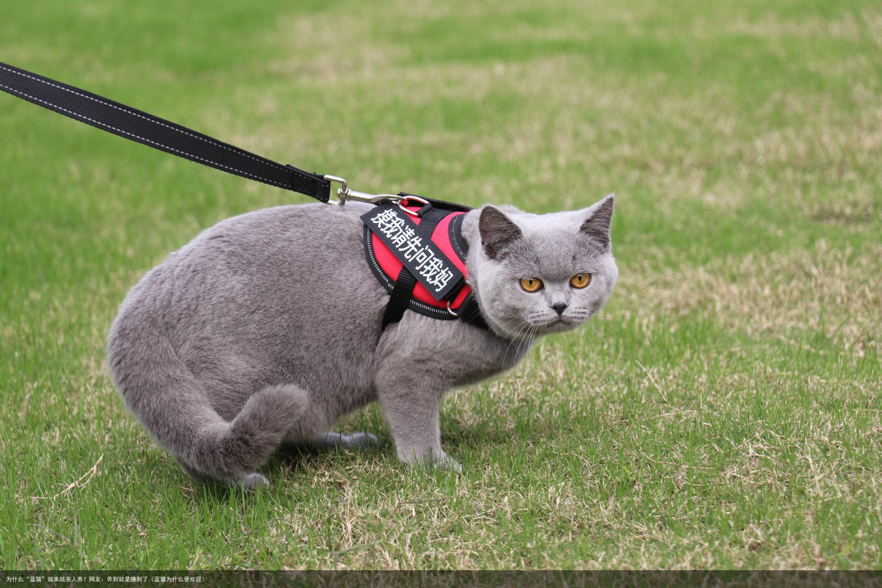 为什么“蓝猫”越来越多人养?网友:养到就是赚到了(蓝猫为什么受欢迎)