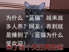 为什么“蓝猫”越来越多人养?网友:养到就是赚到了(蓝猫为什么受欢迎)