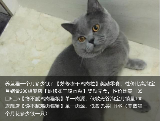 养蓝猫一个月多少钱?(养蓝猫一个月花多少钱一只)