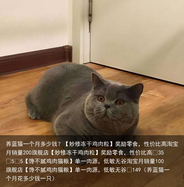 养蓝猫一个月多少钱?(养蓝猫一个月花多少钱一只)