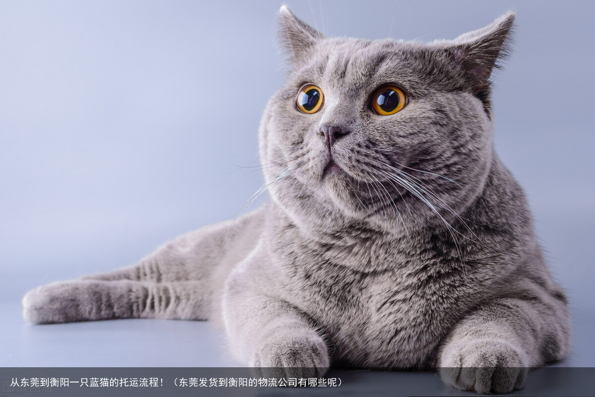 从东莞到衡阳一只蓝猫的托运流程!(东莞发货到衡阳的物流公司有哪些呢)