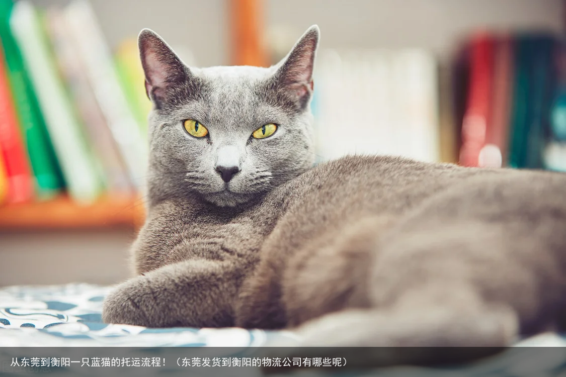 从东莞到衡阳一只蓝猫的托运流程!(东莞发货到衡阳的物流公司有哪些呢)