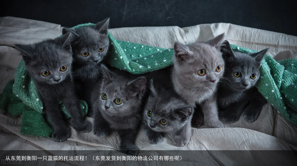 从东莞到衡阳一只蓝猫的托运流程!(东莞发货到衡阳的物流公司有哪些呢)