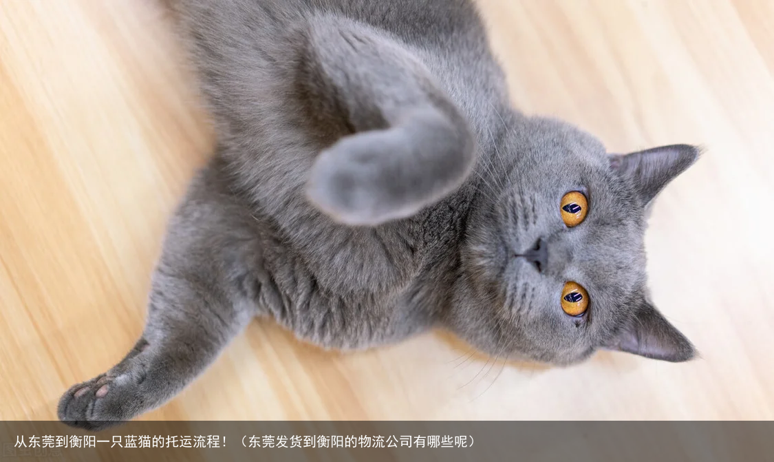 从东莞到衡阳一只蓝猫的托运流程!(东莞发货到衡阳的物流公司有哪些呢)