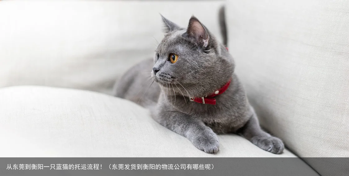 从东莞到衡阳一只蓝猫的托运流程!(东莞发货到衡阳的物流公司有哪些呢)