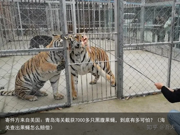 寄件方来自美国:青岛海关截获7000多只黑腹果蝇,到底有多可怕?(海关查出果蝇怎么赔偿)