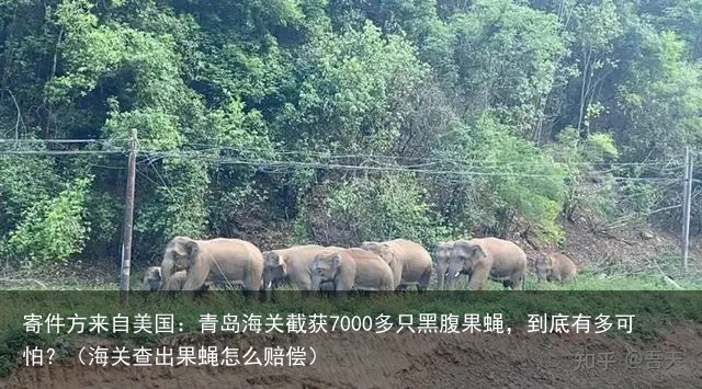 寄件方来自美国:青岛海关截获7000多只黑腹果蝇,到底有多可怕?(海关查出果蝇怎么赔偿)