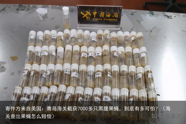 寄件方来自美国:青岛海关截获7000多只黑腹果蝇,到底有多可怕?(海关查出果蝇怎么赔偿)