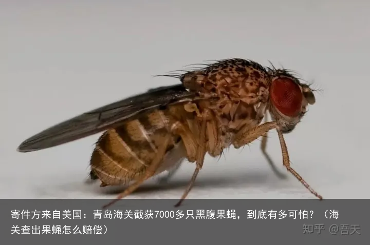 寄件方来自美国:青岛海关截获7000多只黑腹果蝇,到底有多可怕?(海关查出果蝇怎么赔偿)