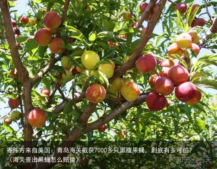 寄件方来自美国:青岛海关截获7000多只黑腹果蝇,到底有多可怕?(海关查出果蝇怎么赔偿)