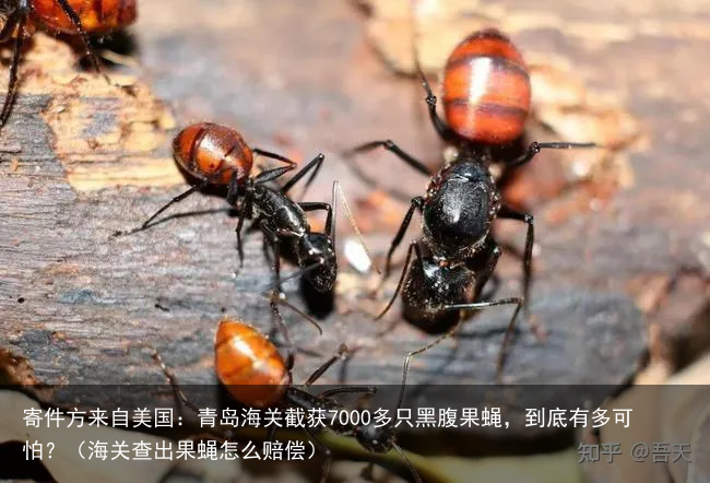 寄件方来自美国:青岛海关截获7000多只黑腹果蝇,到底有多可怕?(海关查出果蝇怎么赔偿)