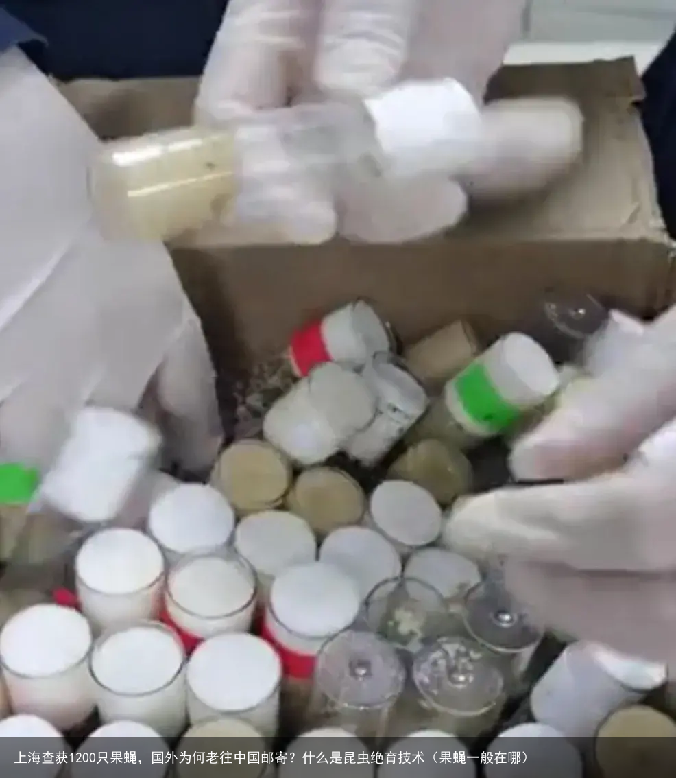 上海查获1200只果蝇,国外为何老往中国邮寄?什么是昆虫绝育技术(果蝇一般在哪)