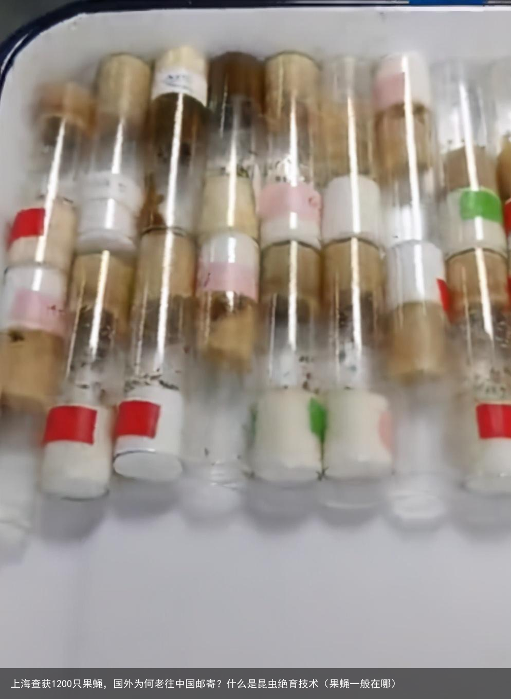 上海查获1200只果蝇,国外为何老往中国邮寄?什么是昆虫绝育技术(果蝇一般在哪)