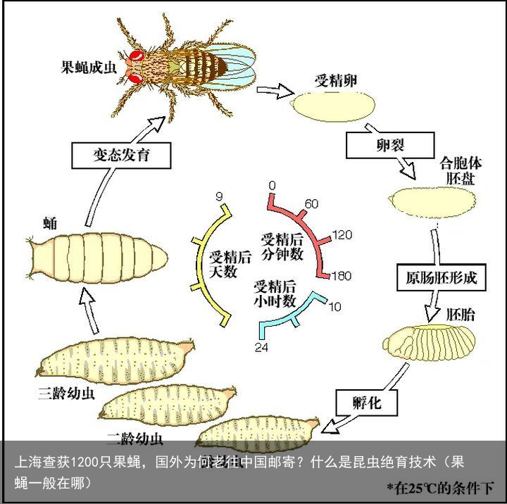上海查获1200只果蝇,国外为何老往中国邮寄?什么是昆虫绝育技术(果蝇一般在哪)