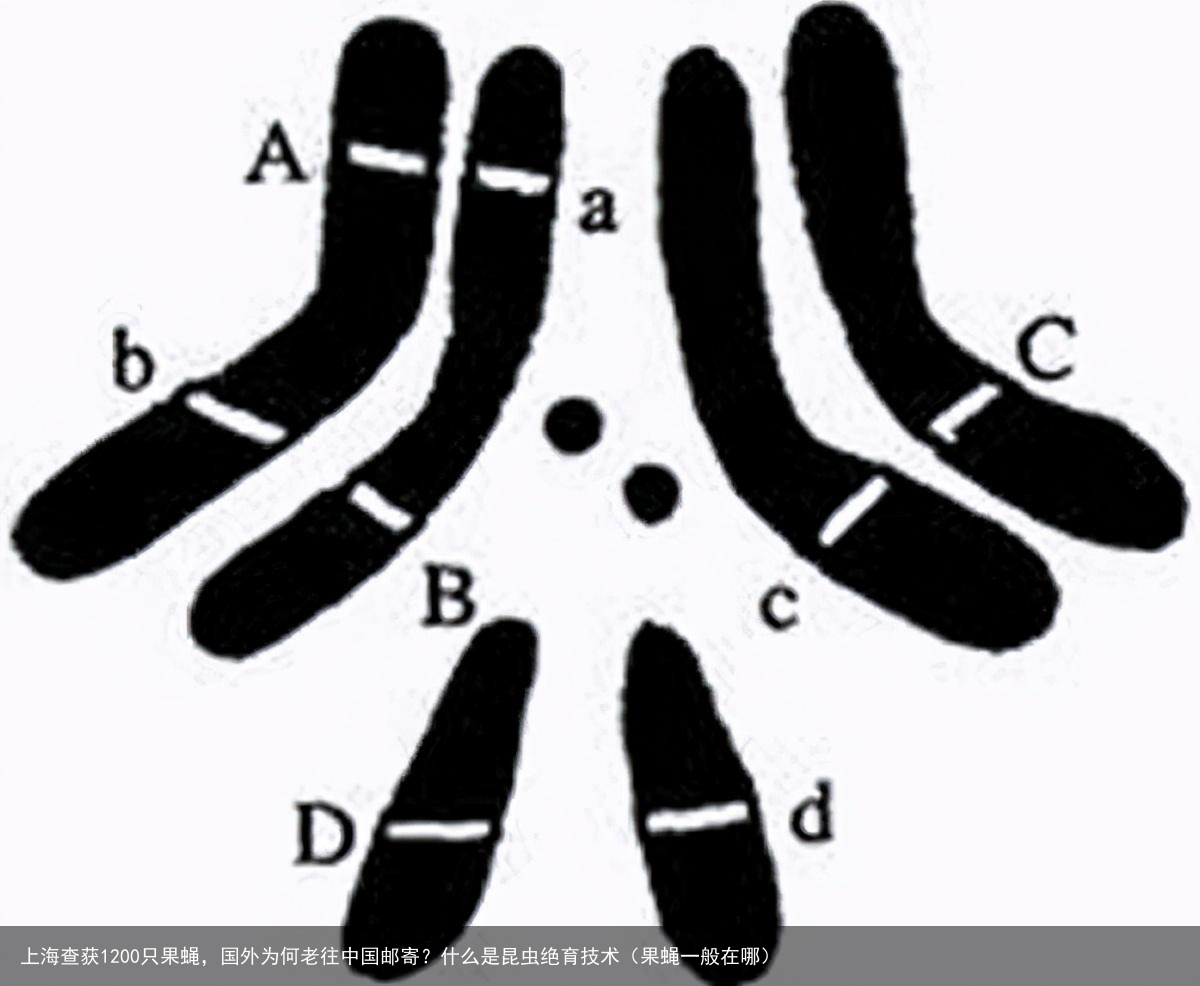 上海查获1200只果蝇,国外为何老往中国邮寄?什么是昆虫绝育技术(果蝇一般在哪)
