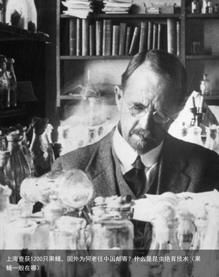 上海查获1200只果蝇,国外为何老往中国邮寄?什么是昆虫绝育技术(果蝇一般在哪)