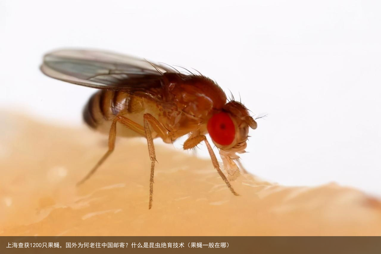 上海查获1200只果蝇,国外为何老往中国邮寄?什么是昆虫绝育技术(果蝇一般在哪)
