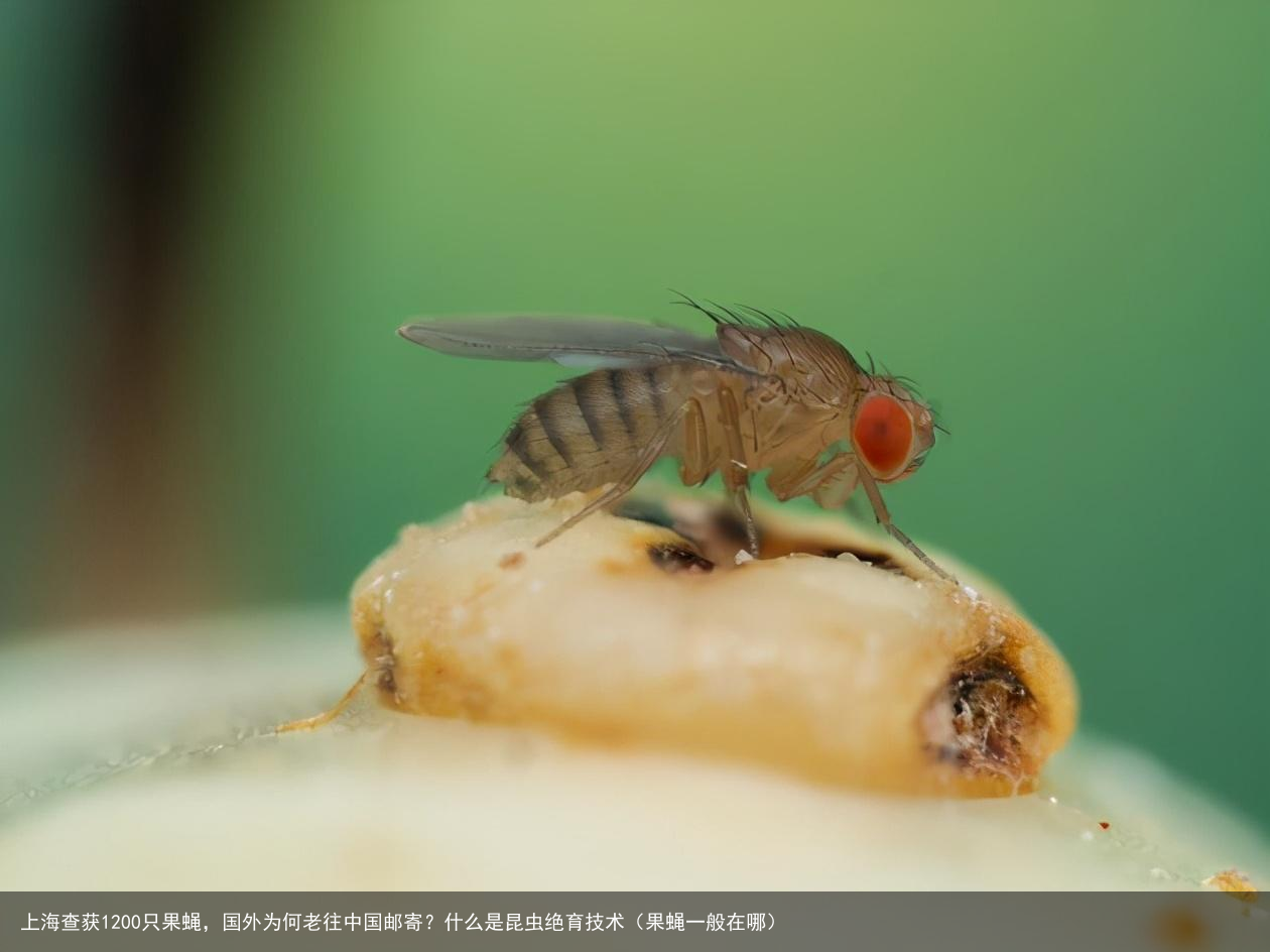 上海查获1200只果蝇,国外为何老往中国邮寄?什么是昆虫绝育技术(果蝇一般在哪)