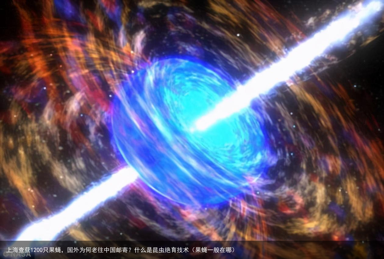 上海查获1200只果蝇,国外为何老往中国邮寄?什么是昆虫绝育技术(果蝇一般在哪)