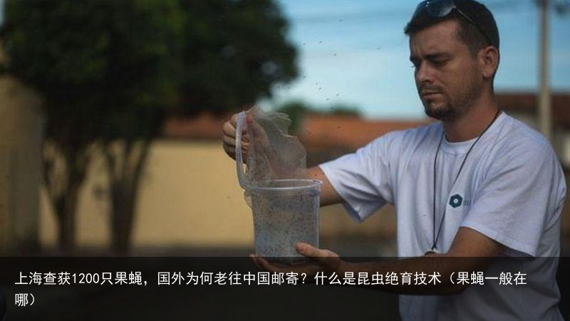 上海查获1200只果蝇,国外为何老往中国邮寄?什么是昆虫绝育技术(果蝇一般在哪)