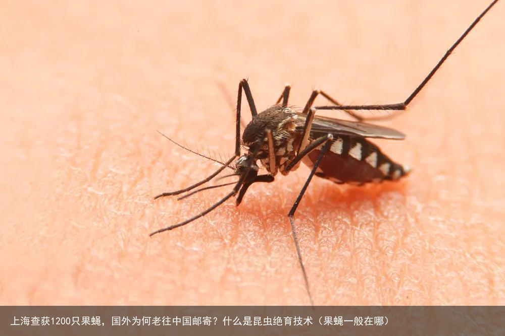 上海查获1200只果蝇,国外为何老往中国邮寄?什么是昆虫绝育技术(果蝇一般在哪)