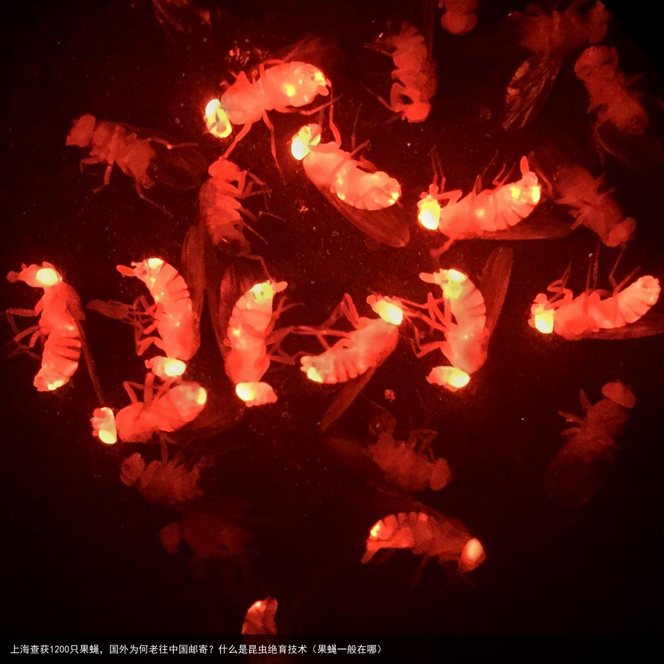 上海查获1200只果蝇,国外为何老往中国邮寄?什么是昆虫绝育技术(果蝇一般在哪)