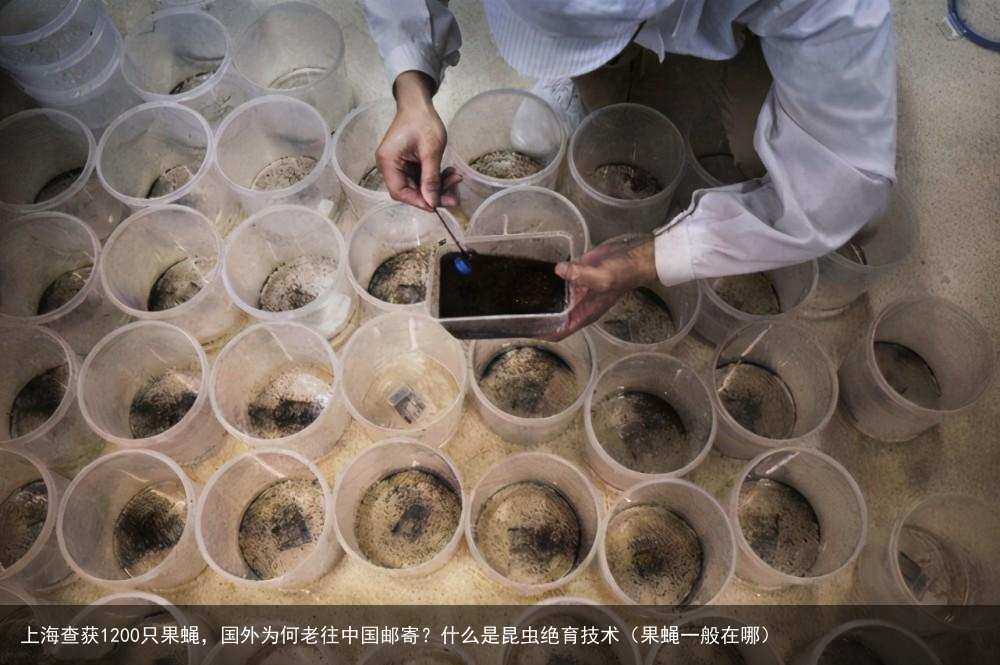 上海查获1200只果蝇,国外为何老往中国邮寄?什么是昆虫绝育技术(果蝇一般在哪)