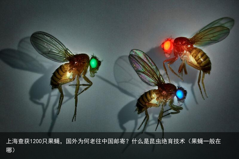 上海查获1200只果蝇,国外为何老往中国邮寄?什么是昆虫绝育技术(果蝇一般在哪)