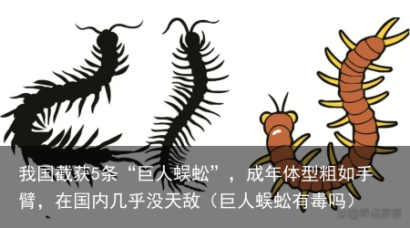 我国截获5条“巨人蜈蚣”,成年体型粗如手臂,在国内几乎没天敌(巨人蜈蚣有毒吗)