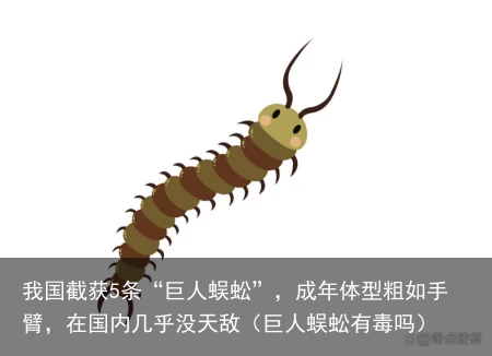 我国截获5条“巨人蜈蚣”,成年体型粗如手臂,在国内几乎没天敌(巨人蜈蚣有毒吗)