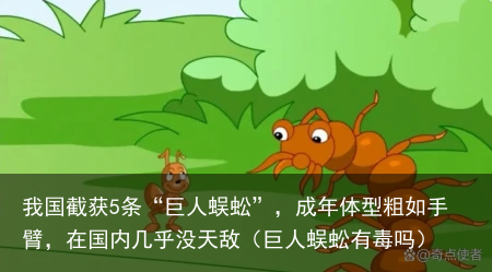 我国截获5条“巨人蜈蚣”,成年体型粗如手臂,在国内几乎没天敌(巨人蜈蚣有毒吗)