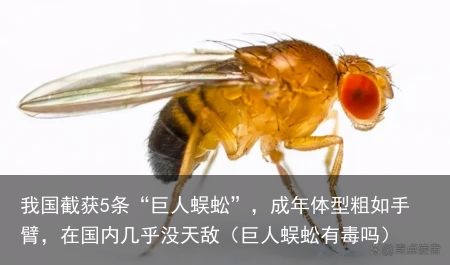 我国截获5条“巨人蜈蚣”,成年体型粗如手臂,在国内几乎没天敌(巨人蜈蚣有毒吗)