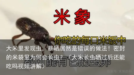大米里发现虫,暴晒居然是错误的做法!密封的米袋里为何会长虫?(大米长虫晒过后还能吃吗视频讲解)