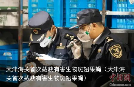 天津海关首次截获有害生物斑翅果蝇(天津海关首次截获有害生物斑翅果蝇)