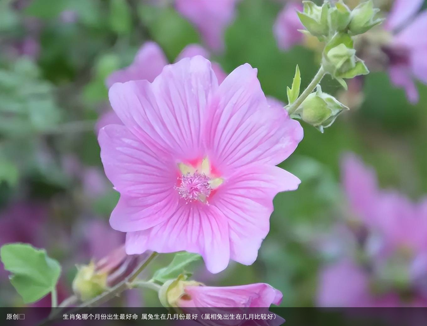 生肖兔哪个月份出生最好命 属兔生在几月份最好(属相兔出生在几月比较好)