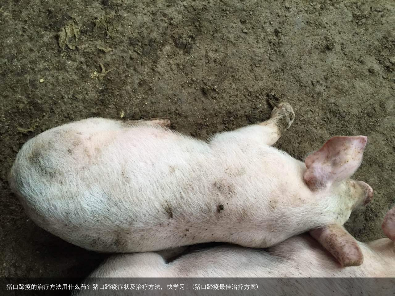 猪口蹄疫的治疗方法用什么药?猪口蹄疫症状及治疗方法,快学习!(猪口蹄疫最佳治疗方案)