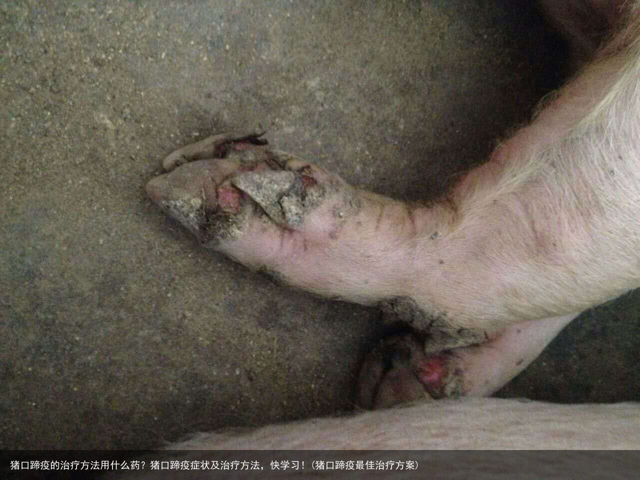 猪口蹄疫的治疗方法用什么药?猪口蹄疫症状及治疗方法,快学习!(猪口蹄疫最佳治疗方案)