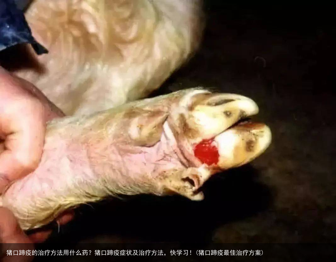 猪口蹄疫的治疗方法用什么药?猪口蹄疫症状及治疗方法,快学习!(猪口蹄疫最佳治疗方案)