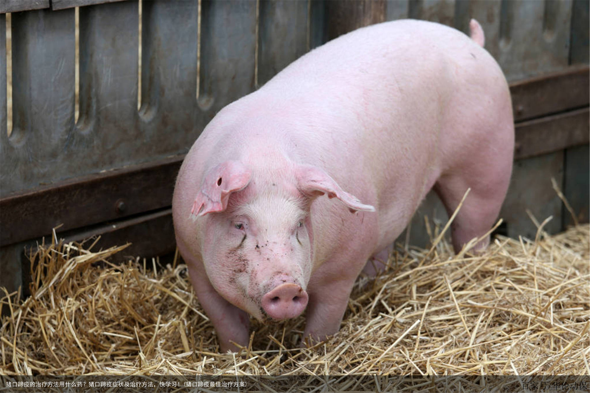 猪口蹄疫的治疗方法用什么药?猪口蹄疫症状及治疗方法,快学习!(猪口蹄疫最佳治疗方案)