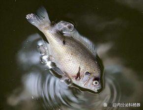 甲状腺结节就是肝血脏了,手术盛行后再无穷医生,只有穷病人(甲状腺结节是肝不好吗)