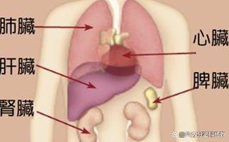 甲状腺结节就是肝血脏了,手术盛行后再无穷医生,只有穷病人(甲状腺结节是肝不好吗)