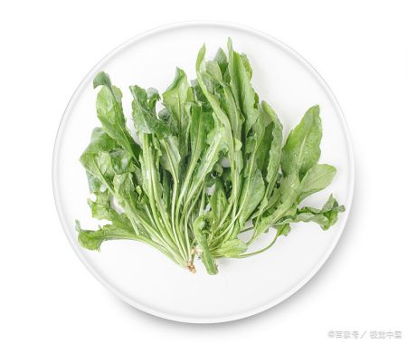 田间一种野菜不寒不热,可以明目清肝降火,有结节的朋友可以多吃(什么野菜清热解毒去火花盆里种的多)